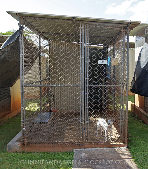 Why Are Dogs Quarantined In Hawaii