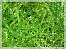 Rumput laut beserta manfaatnya...!!! indonesiatanahairku-indonesia.blogspot.com