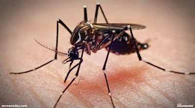 dengue-Demam-Berdarah dengue-Demam-Berdarah