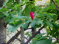 Umbrella Magnolia fruit