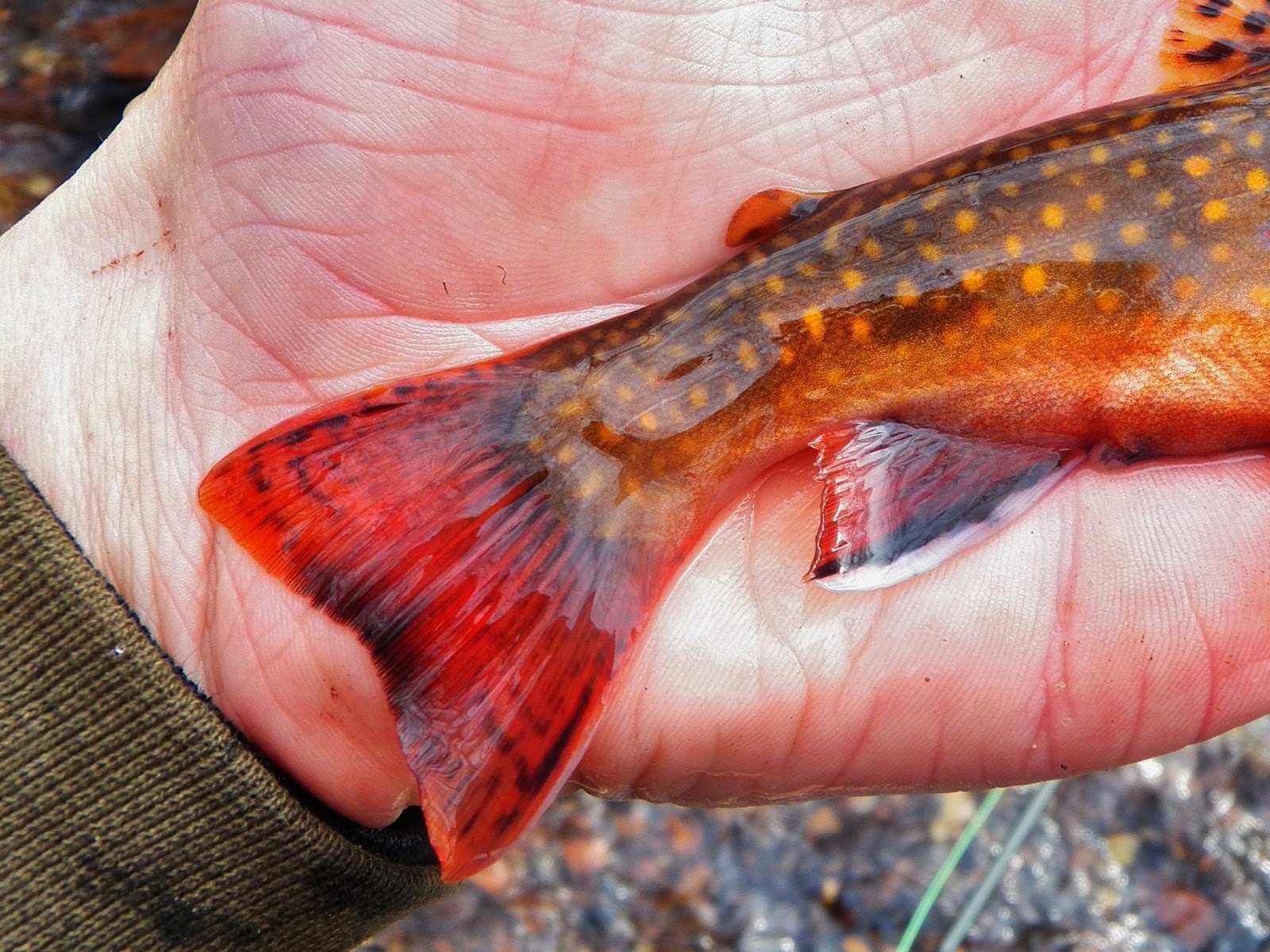 Connecticut Fly Angler A Memorable Brook Trout