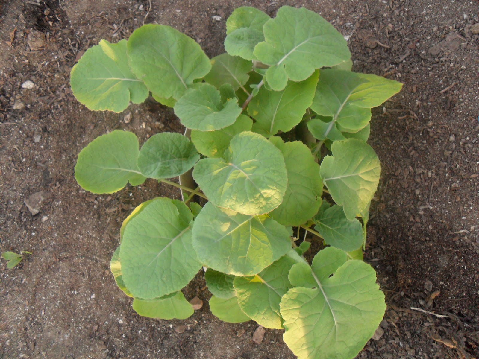 Bills Garden Tips Planting Rutabaga