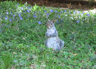 Nutkin, Sunday, April 12, 2015, 1:36:22 PM