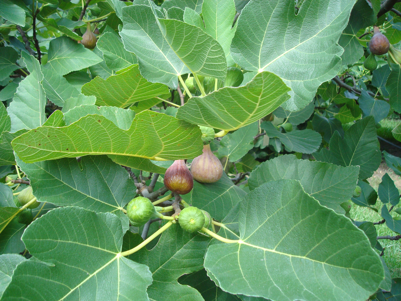 [LSU+Improved+Celeste3+%2528main+crop%2529]