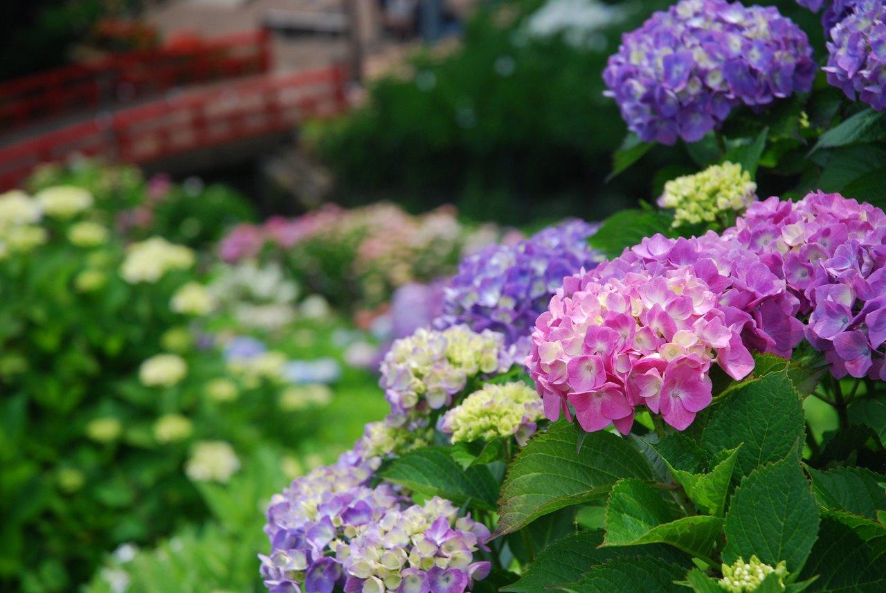 Japan's "Unique": Hydrangea