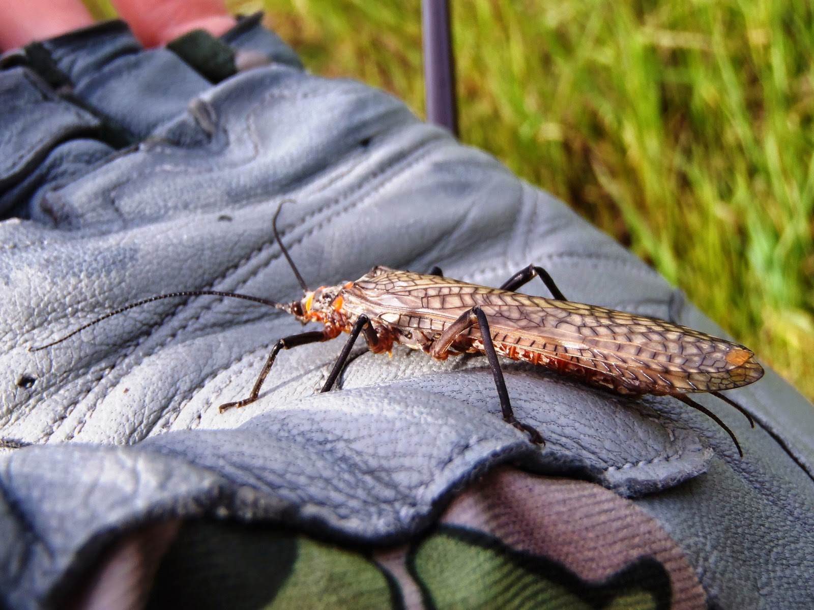 Mountains, Rivers, & Trout Salmonfly Hatch on The Madison