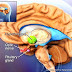 Kelenjar HIPOTALAMUS thumbnail