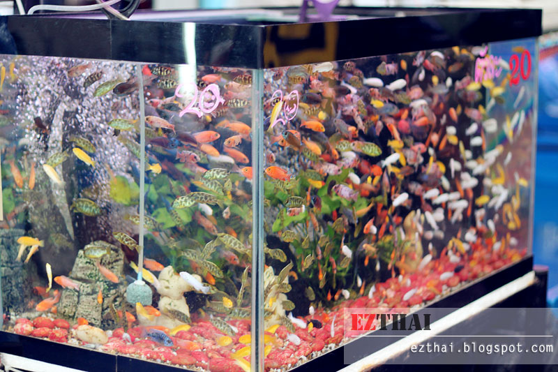Bangkok Chatuchak Wholesale Aquarium Fish Market To Thailand