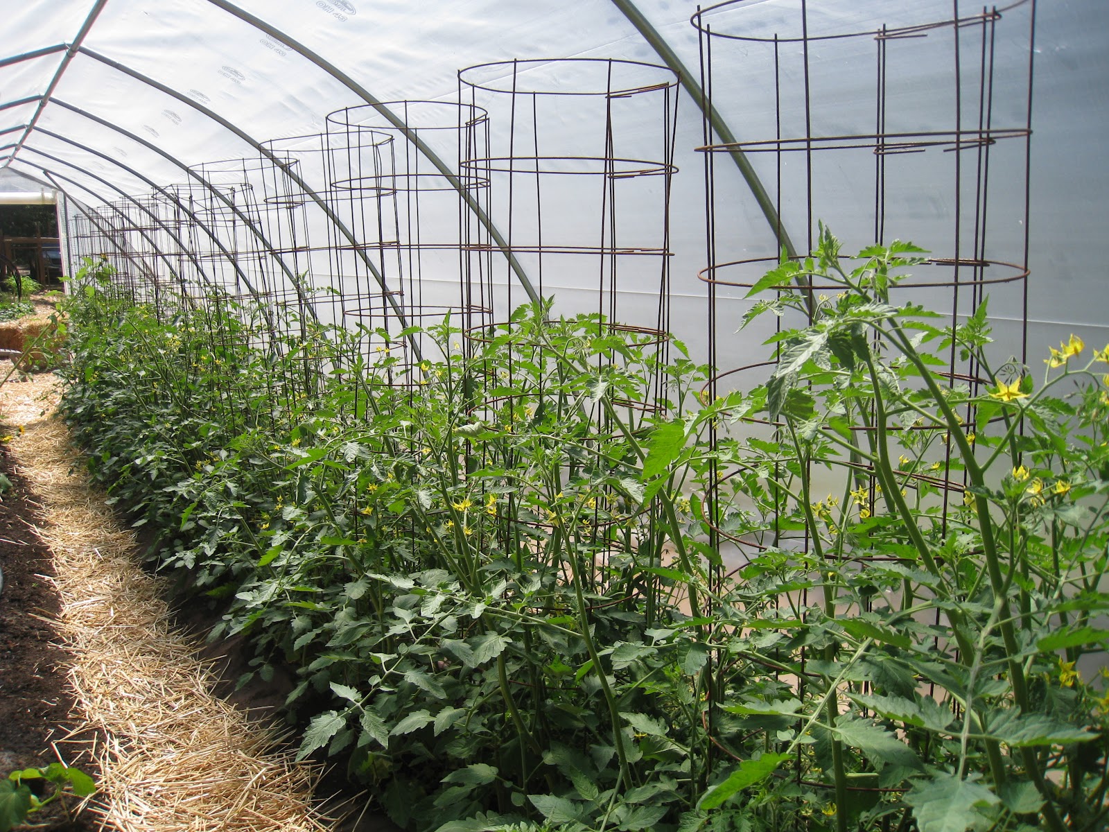 Christina's Garden: thinking about cherry tomatoes