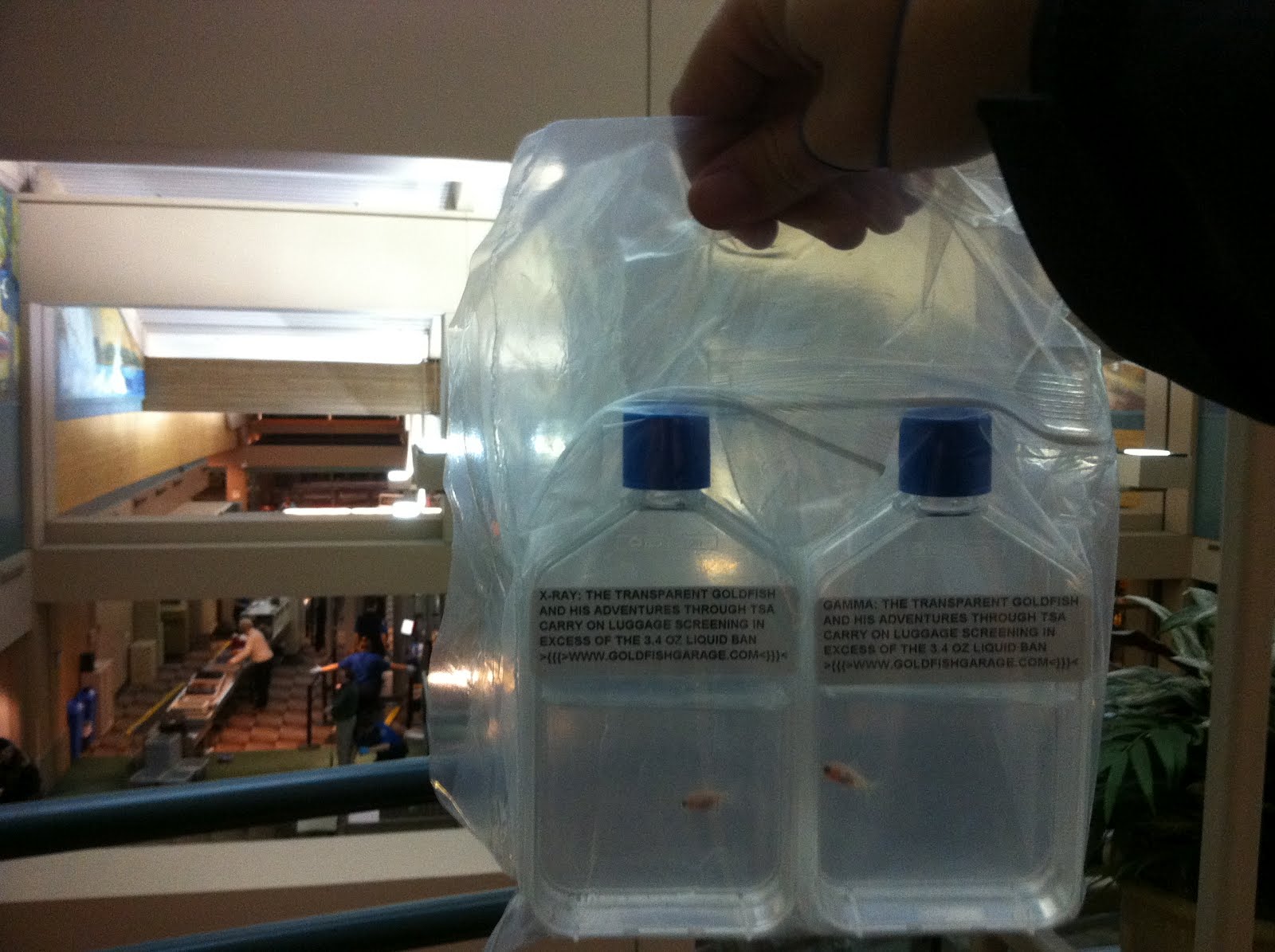 Goldfish Garage A Two Car Fishroom The adventures of Xray and Gamma