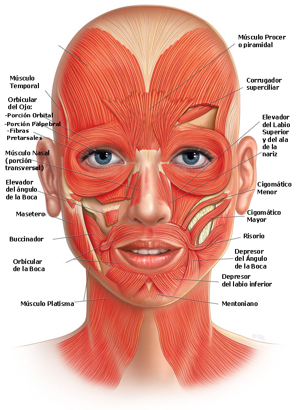 IMAGEN MUSCULOS FACIALES imagen musculos faciales: