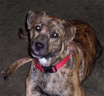 Treeing%2BTennessee%2BBrindle%2BDog%2BBreed%2BPhotos%2B02.jpg Treeing%2BTennessee%2BBrindle%2BDog%2BBreed%2BPhotos%2B02.jpg
