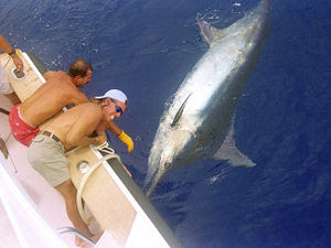 ZONA MANCING: Mei 2011
