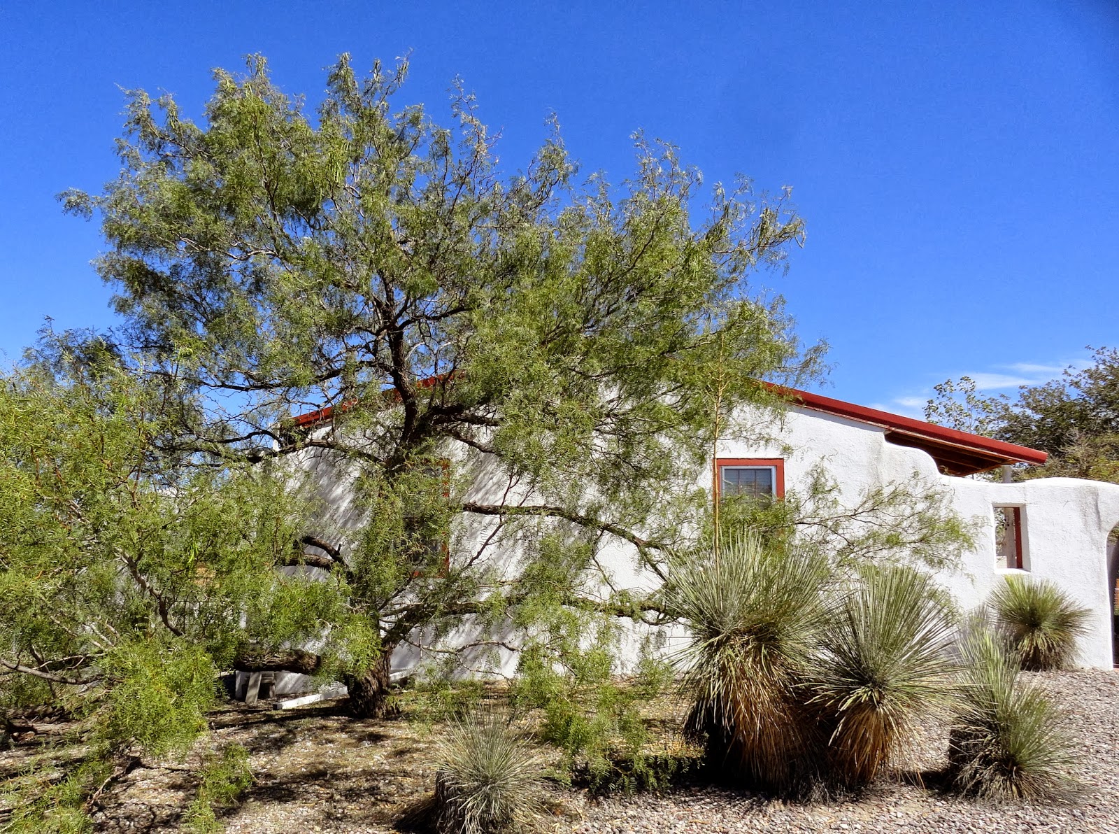 danger garden This weeks favorite, the Mesquite Tree...
