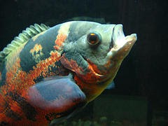 Aqua Fanatic: Feeding Oscar Fish