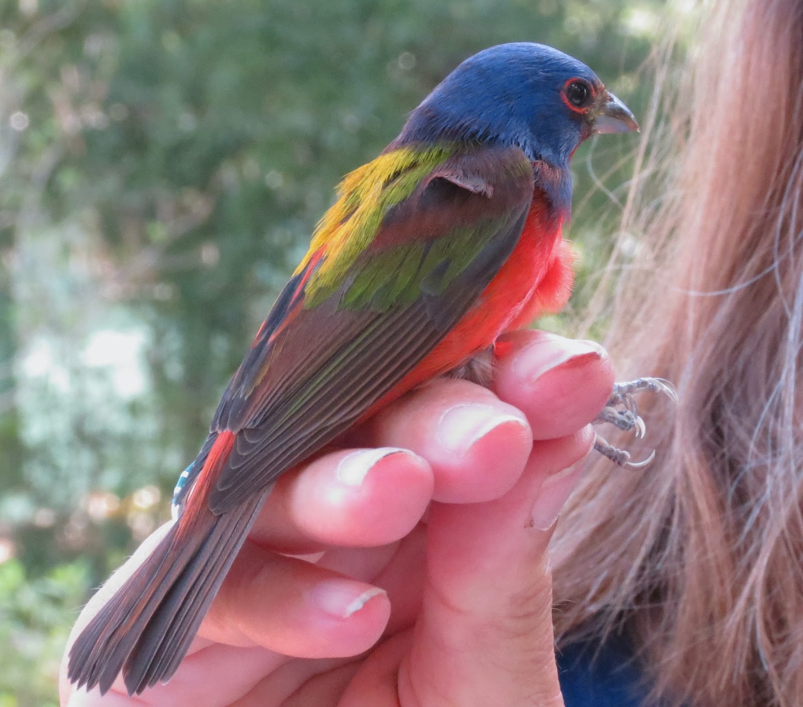 Bird Banding Learning From Birds Inhand Color Banding Painted Buntings
