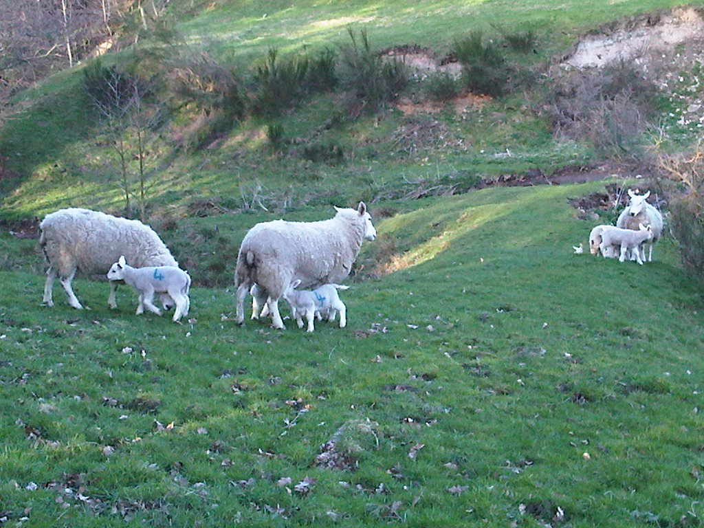 Tecido Borda Tartan Shepherd Xadrez Drab Northumbrian