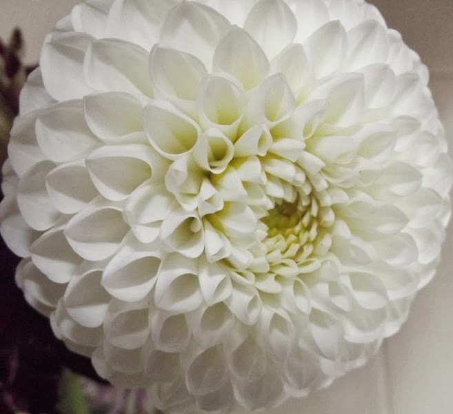 Australian Dahlias and Tubers: Varieties of Stunning White Dahlias