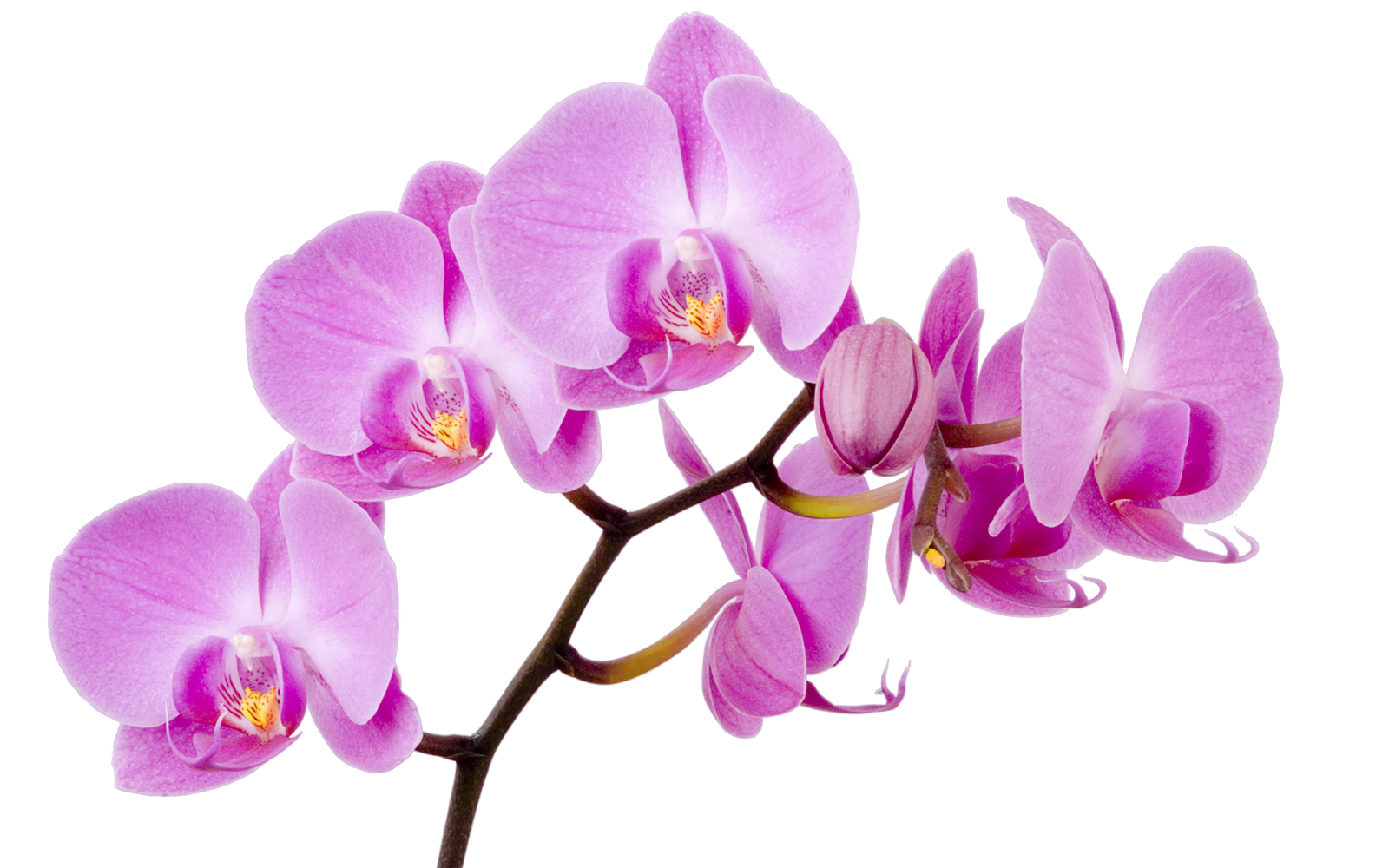 Блог Колибри PNG клипарт "Beautiful Orchids Flower"