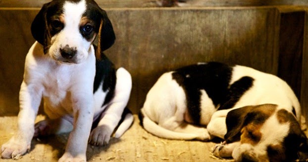 english foxhound puppies