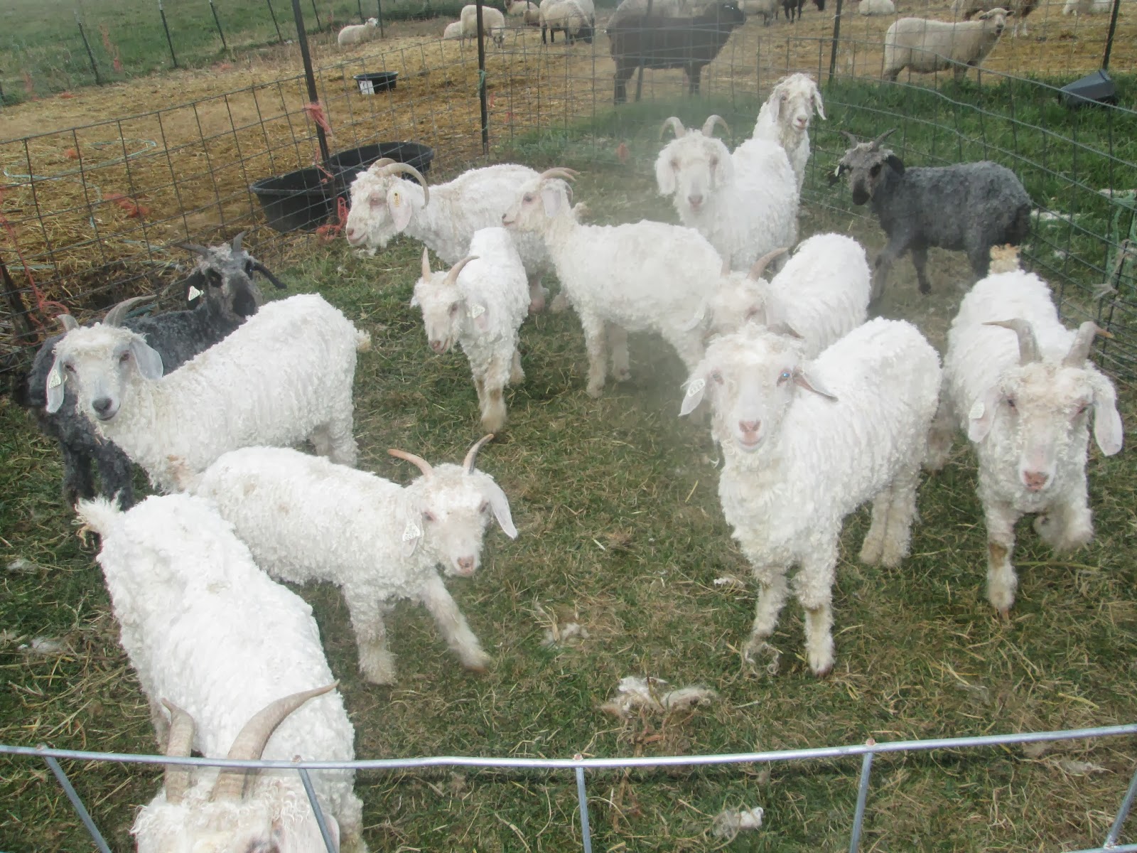 Psalm23Farm Sheared Goats