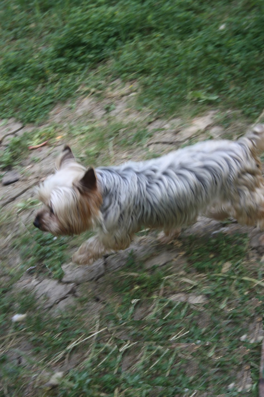 sahibinden köpek oteli İstanbul