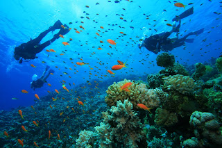 Ah nothing but the blue and the fish suba diving with schools of fish