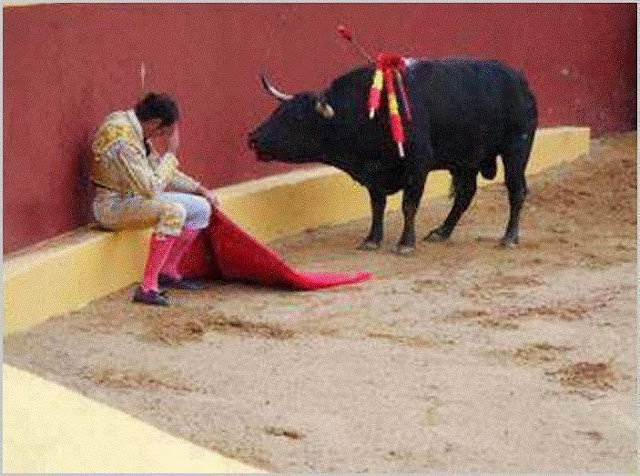 Stop bull fighting