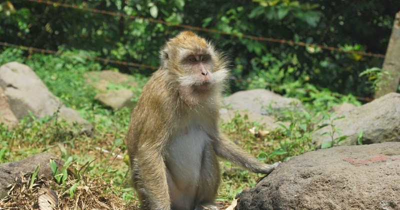 Mengintip Monkey Di Curug Nangka Bogor - Hot Traveler