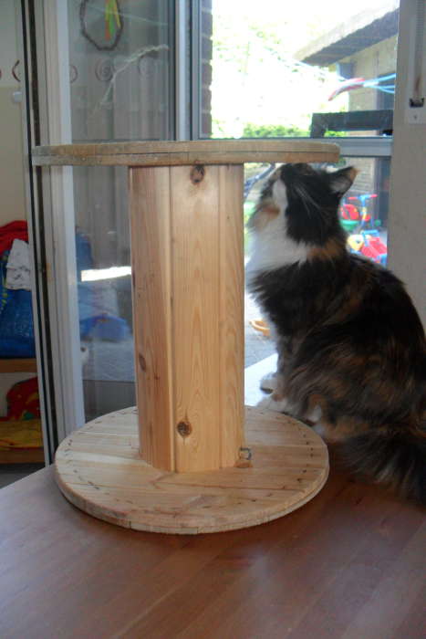 Weidenkatz: januar 2013