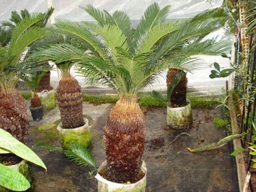 JUAL TANAMAN HIAS UNTUK TAMAN RUMAH, PALM SIKAS, PALM POENIX, PALM SADENG, PEMBUATAN TAMAN Untuk Taman Rumah Anda kami sedia: Tanaman Hias, Aneka Tanaman Bunga, Palm Sikas, Palm Poenix, Palm Sadeng berbagai ukuran sesuai pemesanan Anda. HUBUNGI KAMI, Hp : 0856 9485 8101 http://tukangtamanqu.blogspot.com/2014/12/jual-tanaman-hias-untuk-taman-rumah.html