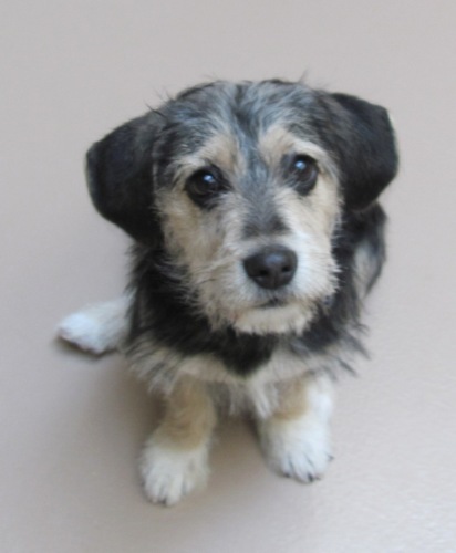 pomeranian husky mix price range husky puppies for sale in ny world wide pups pets world pomeranian husky mix price range husky puppies for sale in ny world wide pups pets world