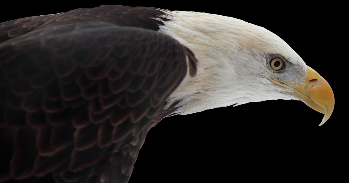 THE EAGLE'S NEST Bald Eagles Little Known Facts