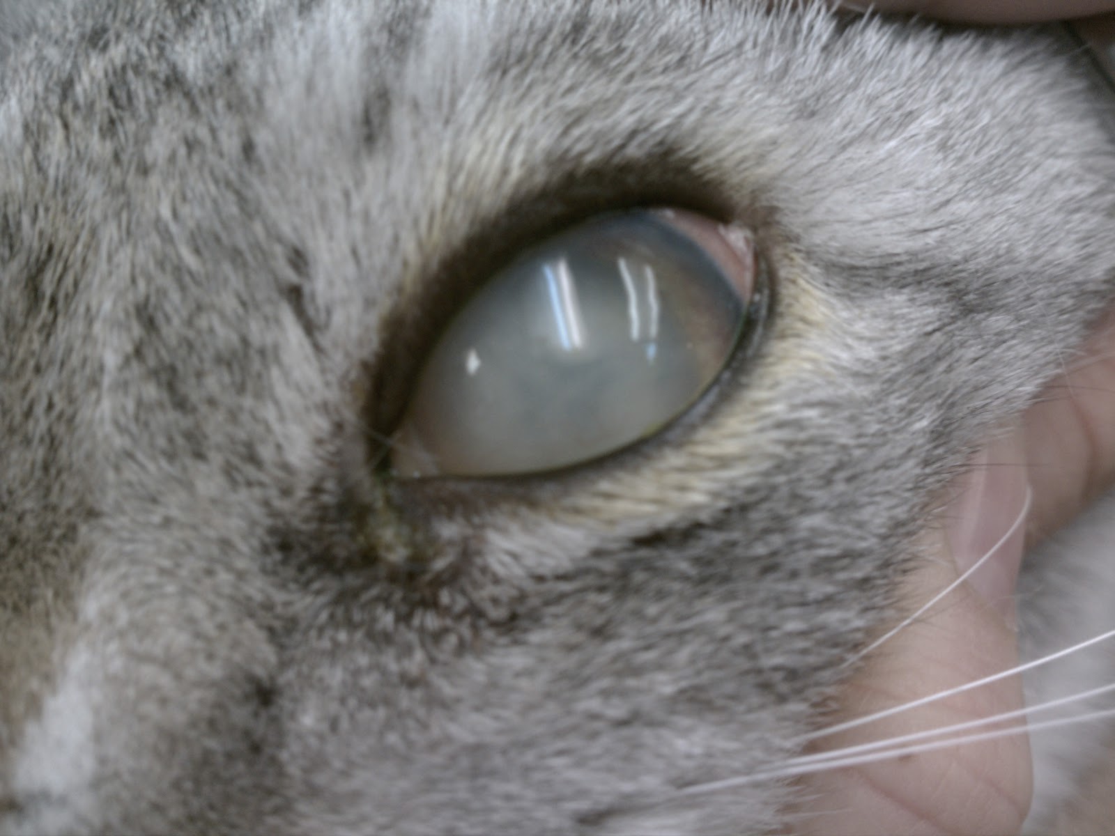 PurrViews Something I Have NEVER "Seen"