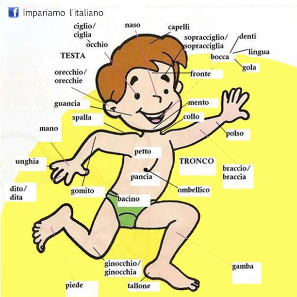 external image corpo+umano.jpg