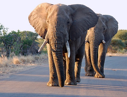 Mobile Wallpaper Hd Elephant