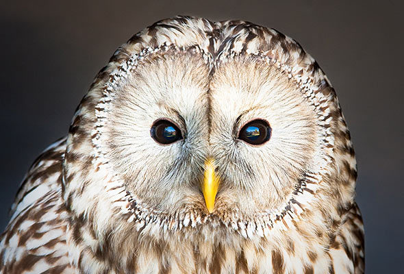 50 ANOS RUBI-um blog totalmente esotérico.: CORUJA - ANIMAL DE PODER