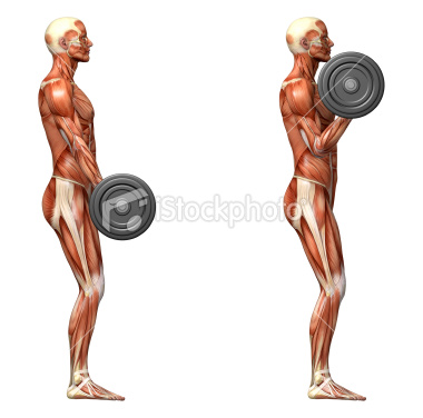 randys weight room barbell curl barbell curl form