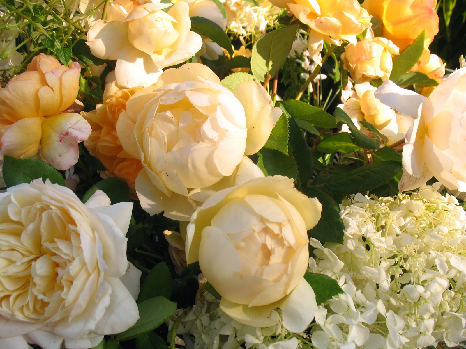 Roses Du Jardin Cheneland Roses Et Sureau En Bouquet