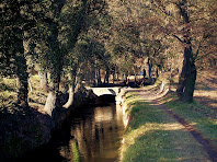 Tram ple d'arbres a la zona del Bosc de La Sala Tram ple d'arbres a la zona del Bosc de La Sala