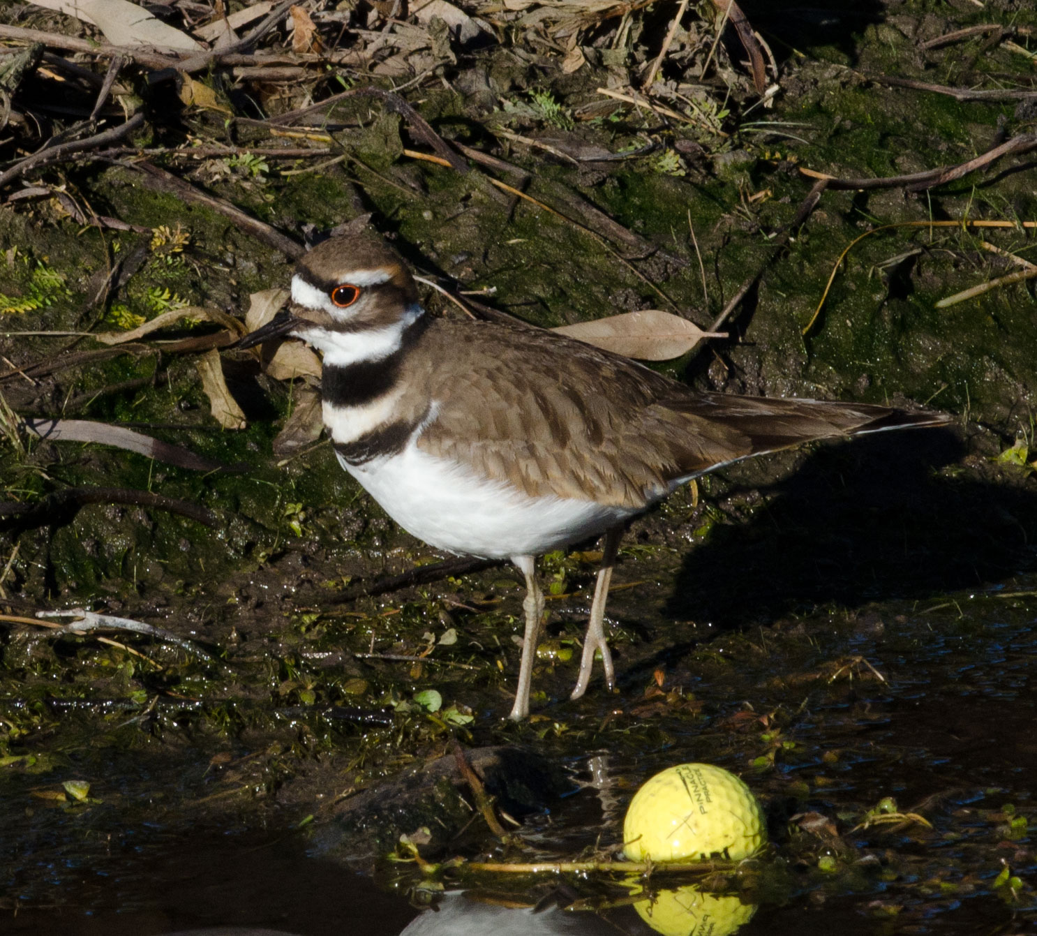 Gordon's Birding Adventures Continental Golf Course 23 Dec 2012
