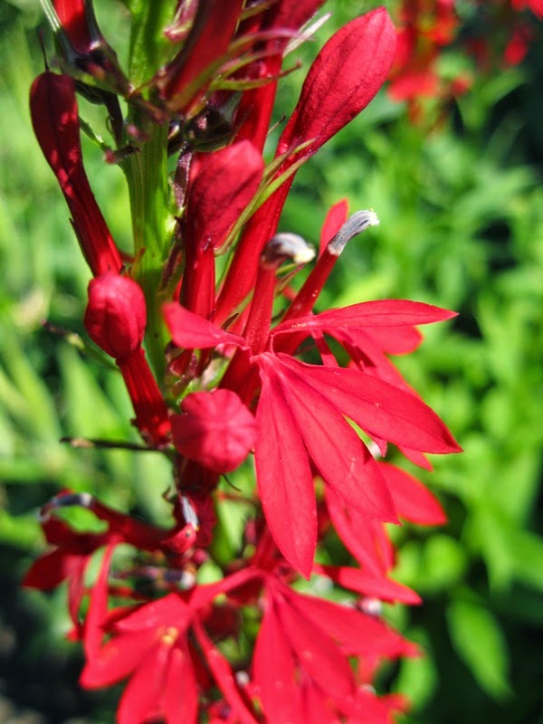 Plants and Stones Cardinal Flower From Seed
