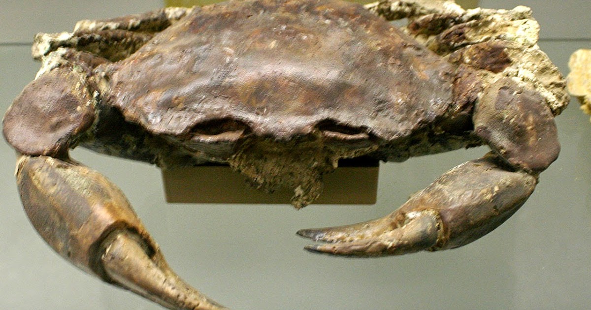 Louisville Fossils and Beyond Granchio indeterminato Crab Fossil