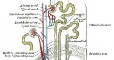Urine Formation | HSEB Notes of Biology, Zoology Class 12 - HSEB Notes