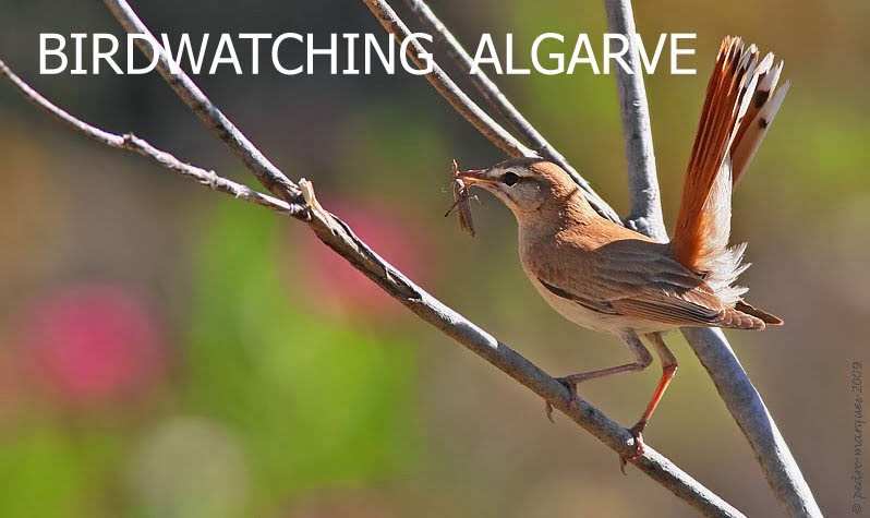 Birdwatching Algarve