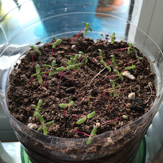 Portulaca Grandiflora after two weeks