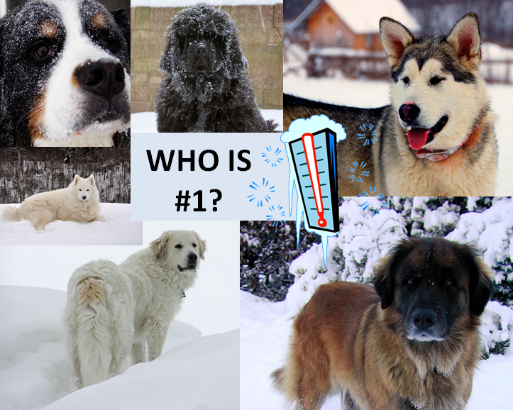 Paws for Reaction Photos 10 best cold weather dog breeds for a family