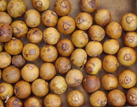 Memória de Frutas em COQUINHOS