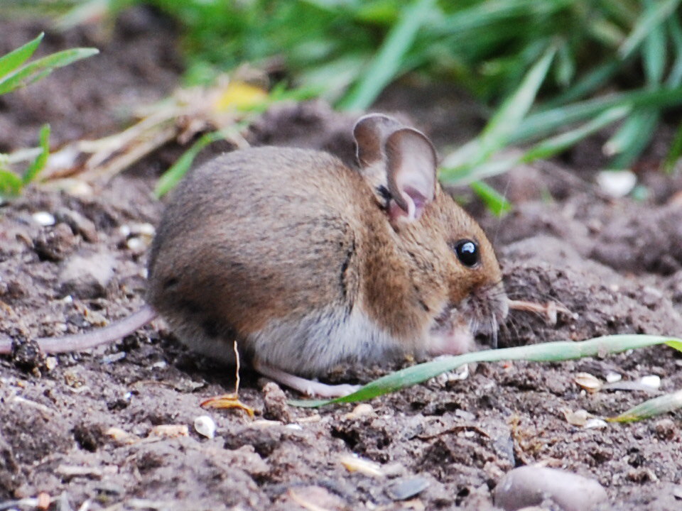 rambles with a camera Wood Mouse in my garden