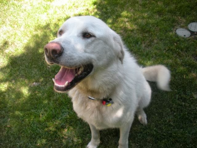 Forever Home Dogs Rescue Forever Home Dogs Rescue